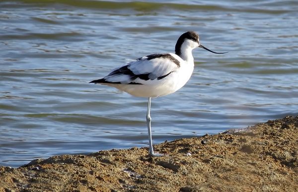 Pied Avocet