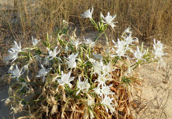 The Sea Daffodil grows on beaches in summer