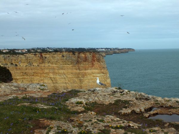 Algarve clifftops are home to numerous birds throughout the year
