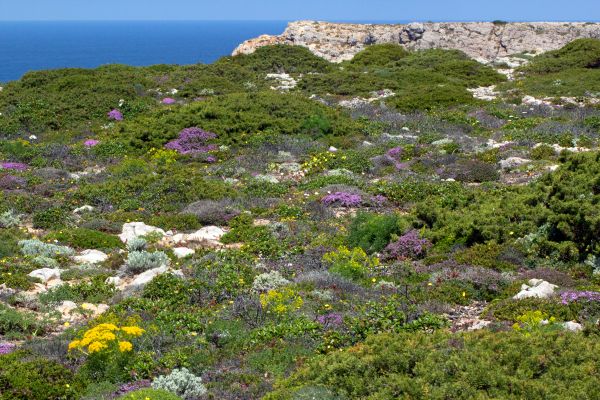 Typical plants in the barrocal
