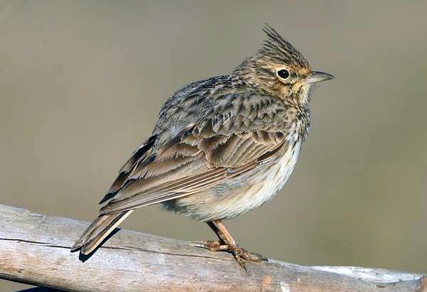 Thekla Lark