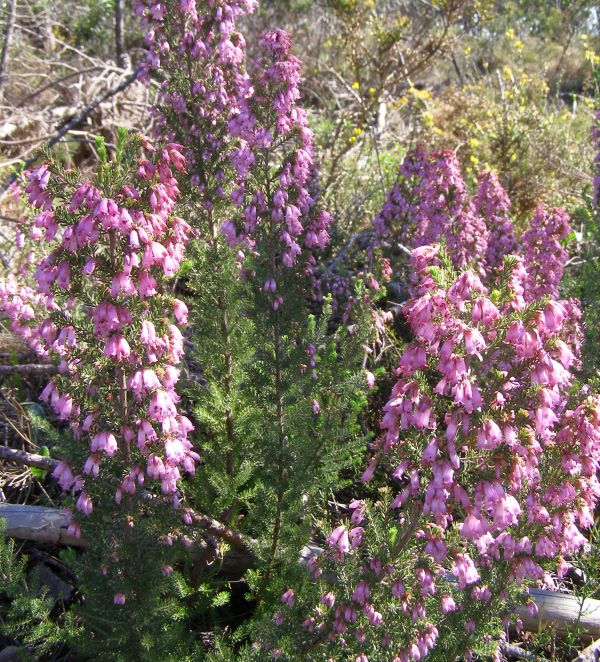 Erica multiflora
