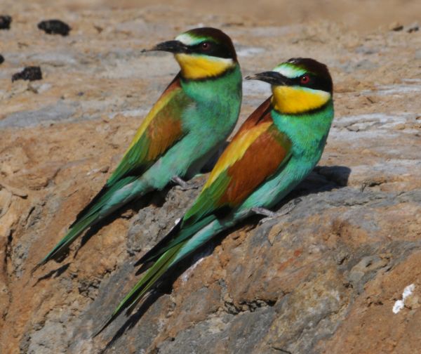 Bee Eaters
 are summer visitors to the Algarve