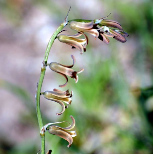 Dipcadi serotinum - the Brown Blubell
