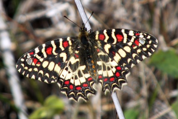 Spanish Festoon Butterfly