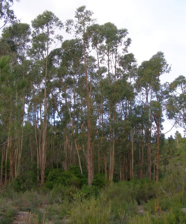Eucalyptus plantations near Monchique
