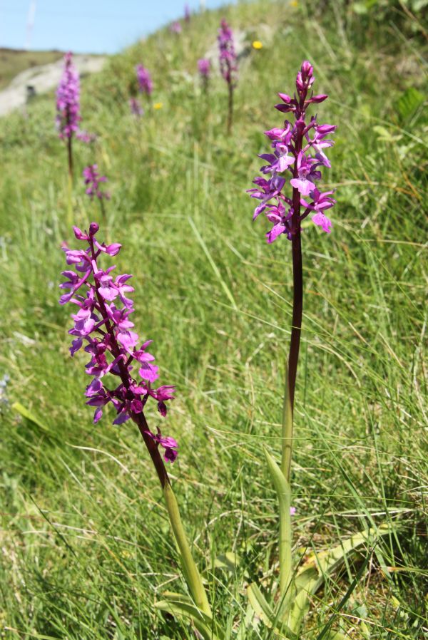 Southern Early-purple Orchids at Foia