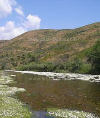 One of the Algarves rivers in early spring