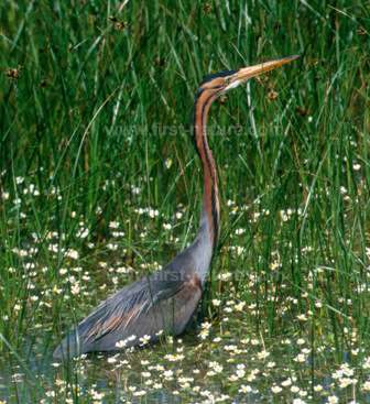 A Purple Heron