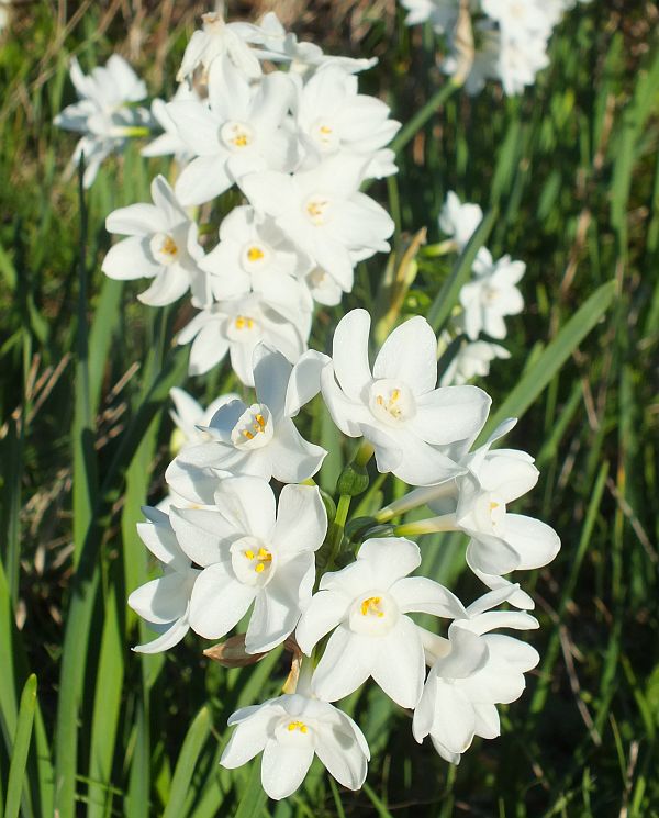 Paper-white Narcissus
