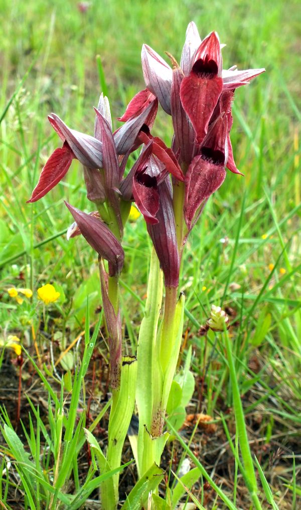 Heart-flowered Serapias