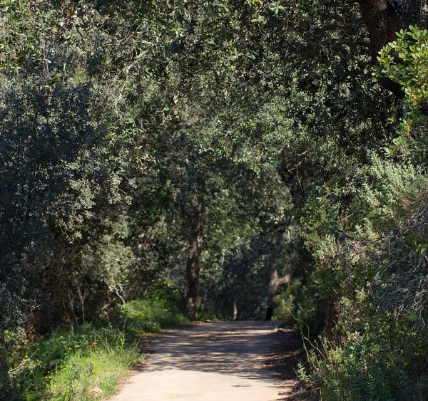 A shady woodland path
