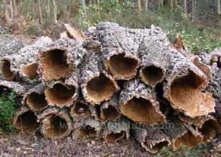 Cork bark is a valuable crop in the Algarve