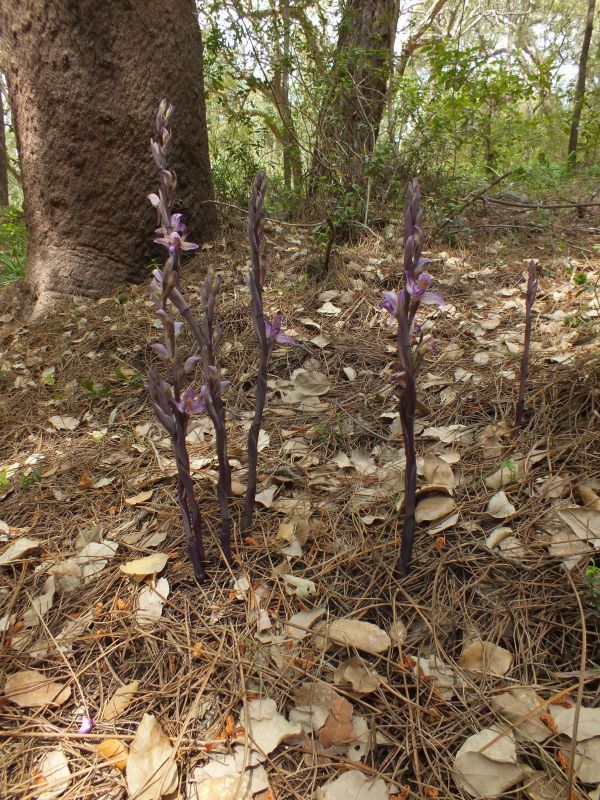 Violet Limodore growing in woodland

