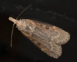 Aphomia zelleri