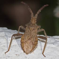 Coriomeris denticultus