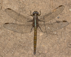 Orthetrum chrysostigma
