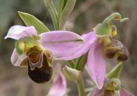 Ophrys apifera - Bee Orchid