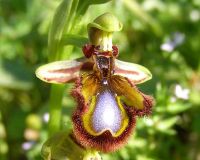 Ophrys speculum - Mirror Orchid