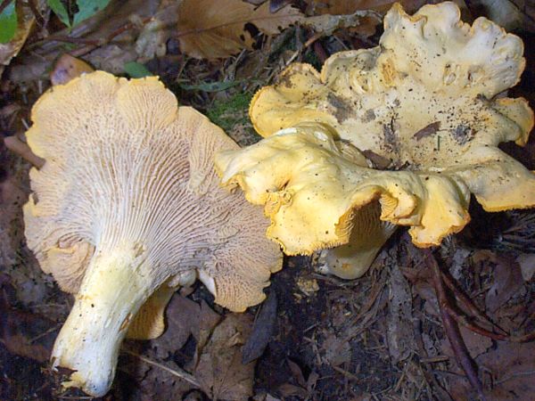 Chanterelle - Cantharellus cibarius