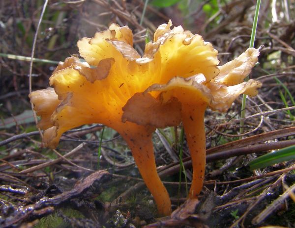 Cantharellus aurora