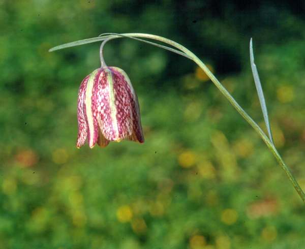 Fritillaria lusitanica at Parque Natural da Ria Formosa