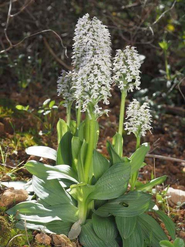 Neotinea tridentata subsp conica Conical Orchid