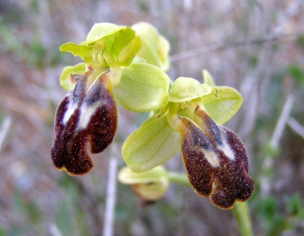 Ophrys fusca flowering in December