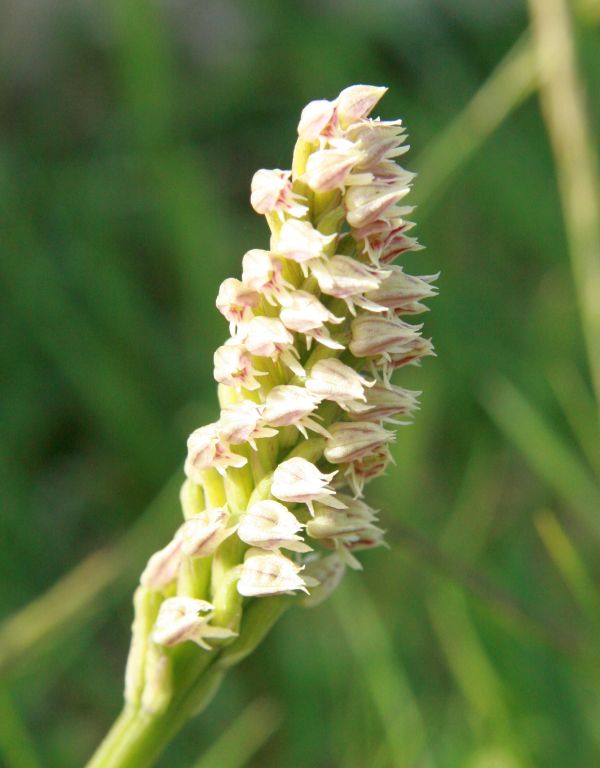 Orchis intacta