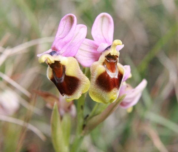 Sawfly Orchid Ophrys tenthredinifera in the Algarve February 2014