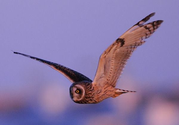 Short-eared Owl