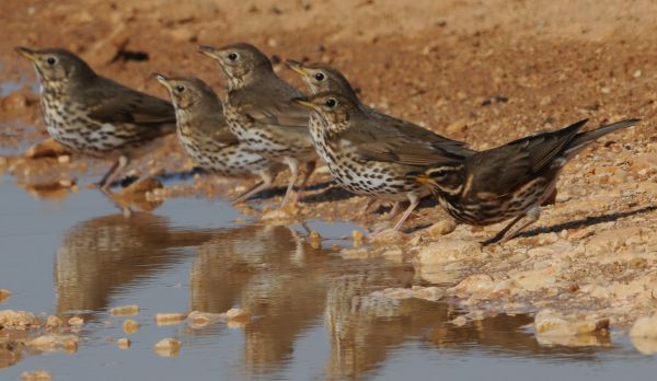 Song Thrushes