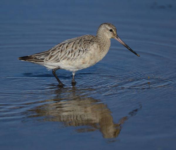 Calidris ferruginea