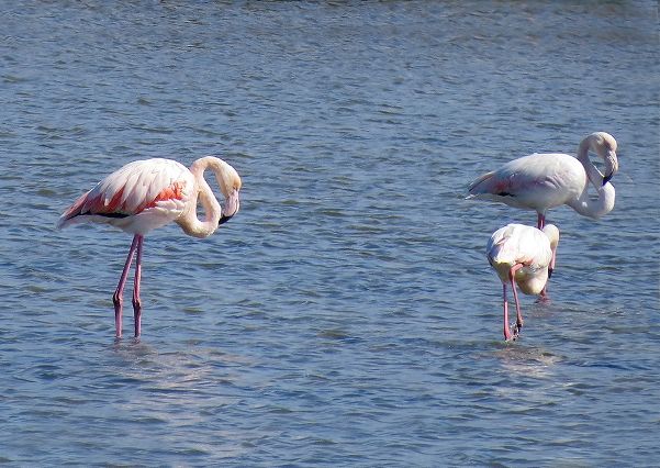 Lesser Flamingo