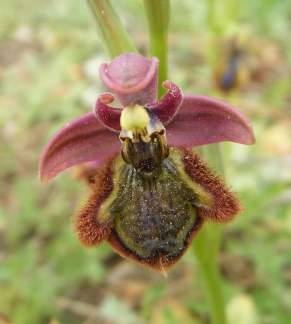 Hybrid orchid between Ophrys speculum and Ophrys tenthredinifera