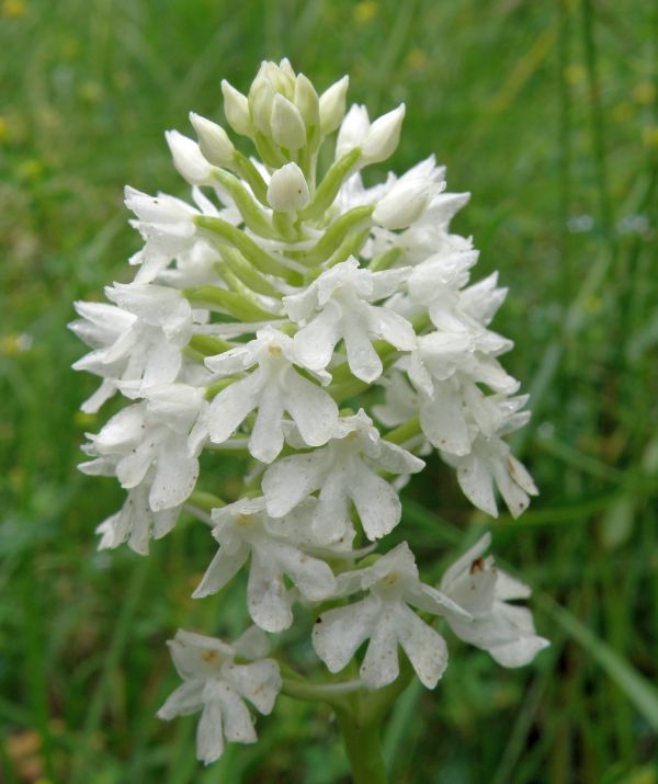 White pyramidal orchid tricia bechgaard