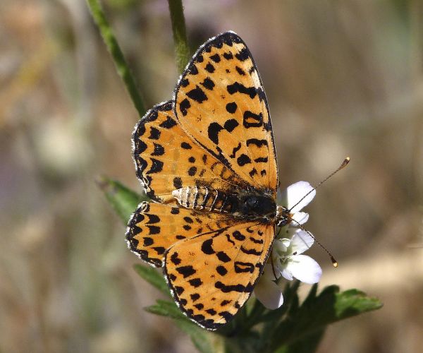 Spotted Fritillary