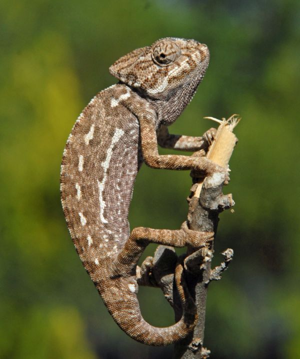European Chameleon - brown colouring