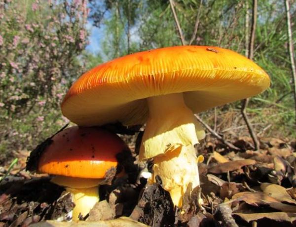 Ceasar's Mushroom