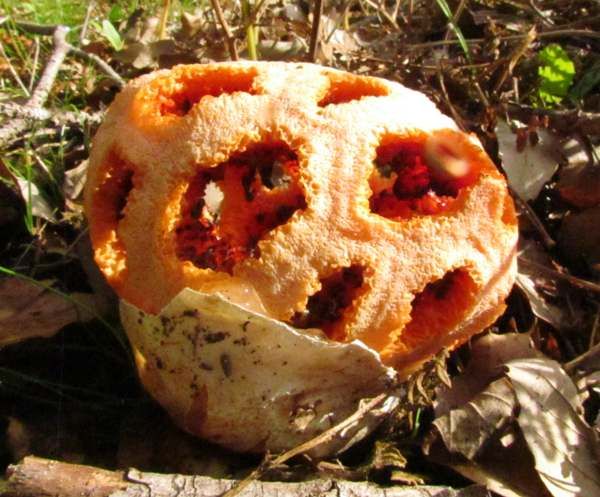 Clathrus ruber