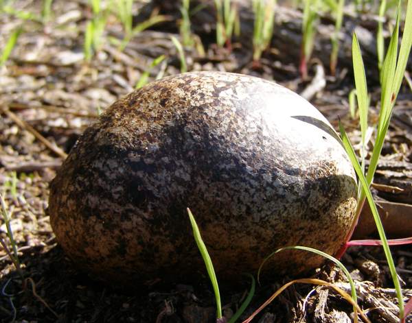 Pisolithus arrhizus