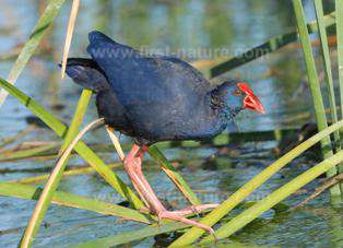 The Purple Gallinule