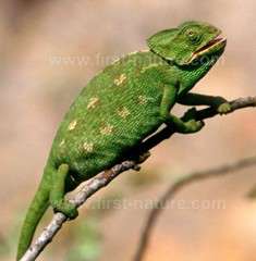 The European Chameleon