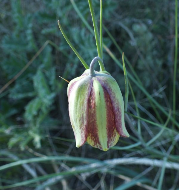 Fritillaria lusitanica
