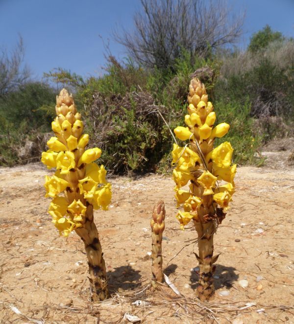 Cistanche phelypaeae a broomrape

