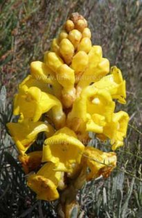 Cistanche Phelypaea is a Broomrape of the Mediterranean Region
