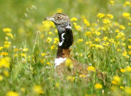 The Little Bustard