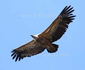 The Eurasion Griffon Vulture