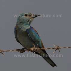 The European Roller