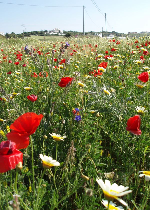 A flower-filled meadow in the Algarve